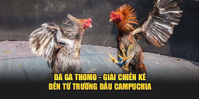 Đá Gà Thomo: Giải Chiến Kê Đến Từ Trường Đấu Campuchia