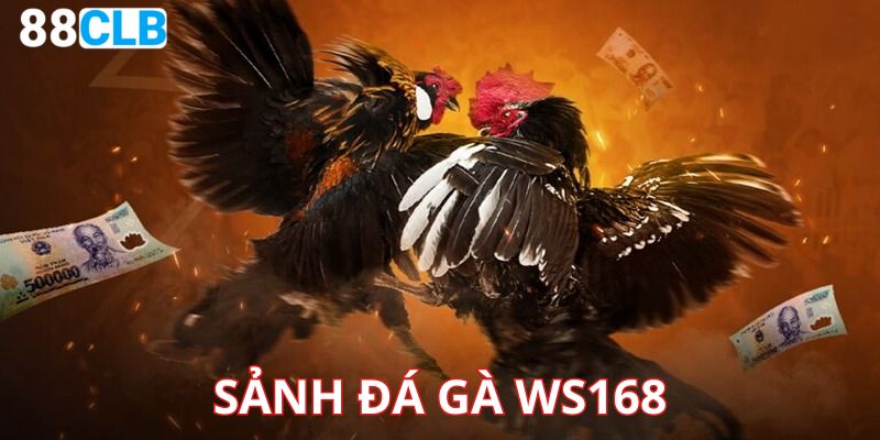 Sảnh Đá Gà WS168: Nơi Hội Tụ Những Trận Đấu Kịch Tính