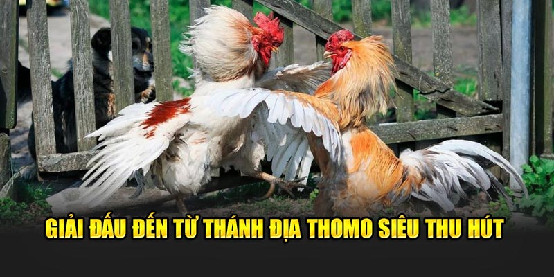 Giải đấu đến từ thánh địa Thomo siêu thu hút 