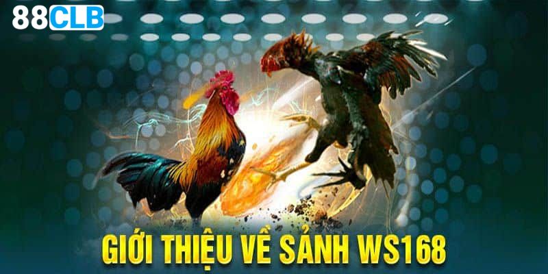 Đôi nét về sảnh đá gà WS168 tại 88CLB hấp dẫn