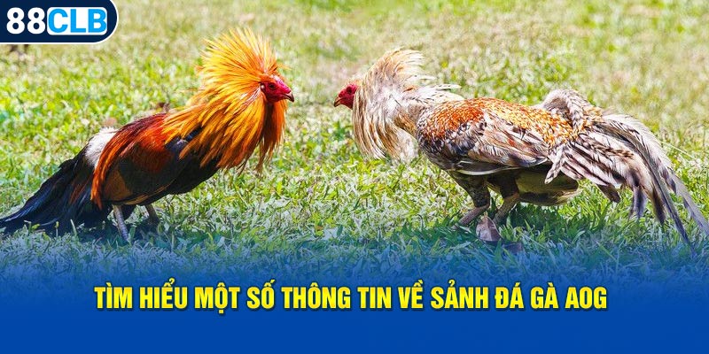 Tìm hiểu một số thông tin về Sảnh Đá Gà AOG 